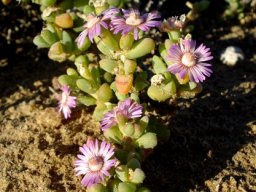 Amphibolia laevis