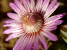 Amphibolia laevis flower