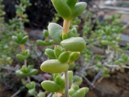 Amphibolia rupis-arcuatae young stem-tip