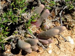 Antegibbaeum fissoides young fruit