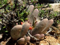 Antegibbaeum fissoides leaves