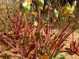 Apatesia helianthoides 