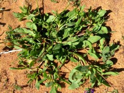 Apatesia helianthoides green leaves, not much upstanding