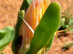 Apatesia helianthoides sinuate sepal margins