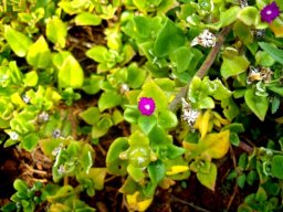 Aptenia cordifolia