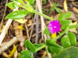 Aptenia cordifolia stem-tips