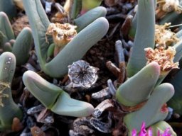 Argyroderma fissum