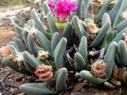 Argyroderma fissum finger-like leaves