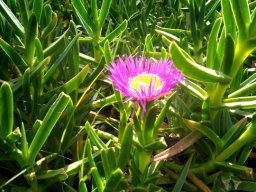 Carpobrotus acinaciformis