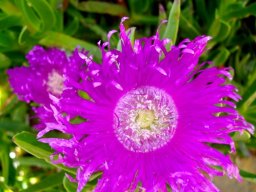 Carpobrotus deliciosus flower