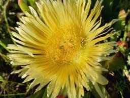 Carpobrotus edulis subsp. edulis flower