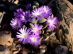 Cerochlamys pachyphylla flowers