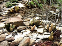 Cerochlamys pachyphylla in more stone than soil