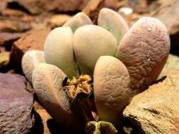 Cerochlamys pachyphylla open capsule