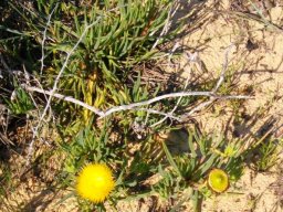 Conicosia pugioniformis