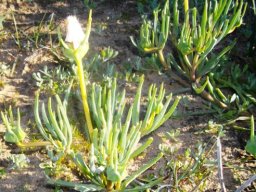 Conicosia pugioniformis towards the end of flowering