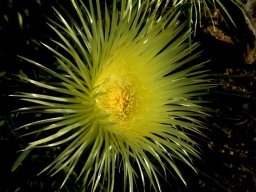Conicosia pugioniformis subsp. alborosea flower