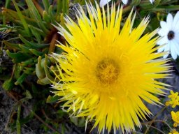 Conicosia pugioniformis subsp. pugioniformis flower
