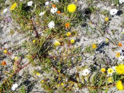 Conicosia pugioniformis subsp. pugioniformis, varkslaai