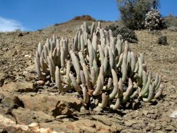 Cylindrophyllum comptonii