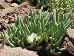 Cylindrophyllum comptonii green-leaved