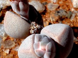 Dinteranthus microspermus subsp. puberulus
