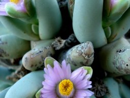 Dracophilus dealbatus flowers