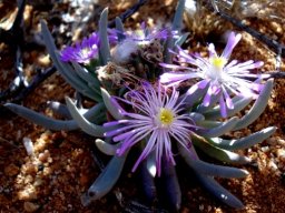 Ebracteola fulleri 