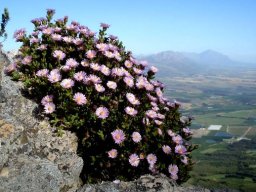 Esterhuysenia drepanophylla