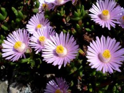 Esterhuysenia drepanophylla flowers