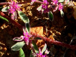 Galenia sarcophylla flowers
