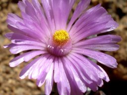 Hallianthus planus flower