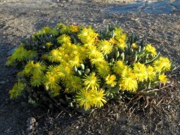 Hereroa aspera exhibiting