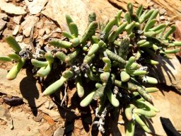 Hereroa aspera, the slaapvygie