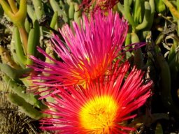 Jordaaniella spongiosa flowering stages