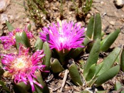 Khadia acutipetala