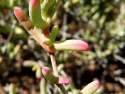 Leipoldtia schultzei leaves