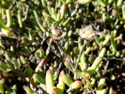 Leipoldtia schultzei flat grey capsules