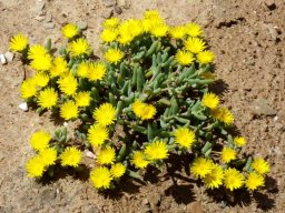 Malephora lutea defining yellow