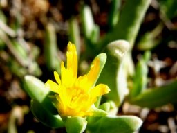 Malephora lutea flower