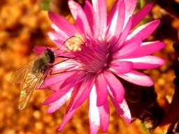 Beauty and the fly