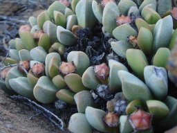 Cerochlamys pachyphylla