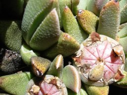 Rabiea albinota close-up