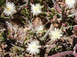 Psilocaulon