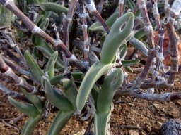 Mitrophyllum mitratum leaves