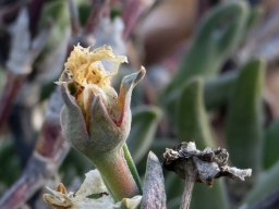Mitrophyllum mitratum old flower and capsule