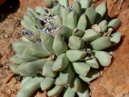 Nelia schlechterii leaves
