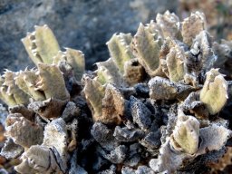 Odontophorus marlothii