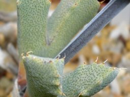 Odontophorus marlothii, the tanddraer