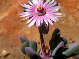 Oscularia cedarbergensis flower